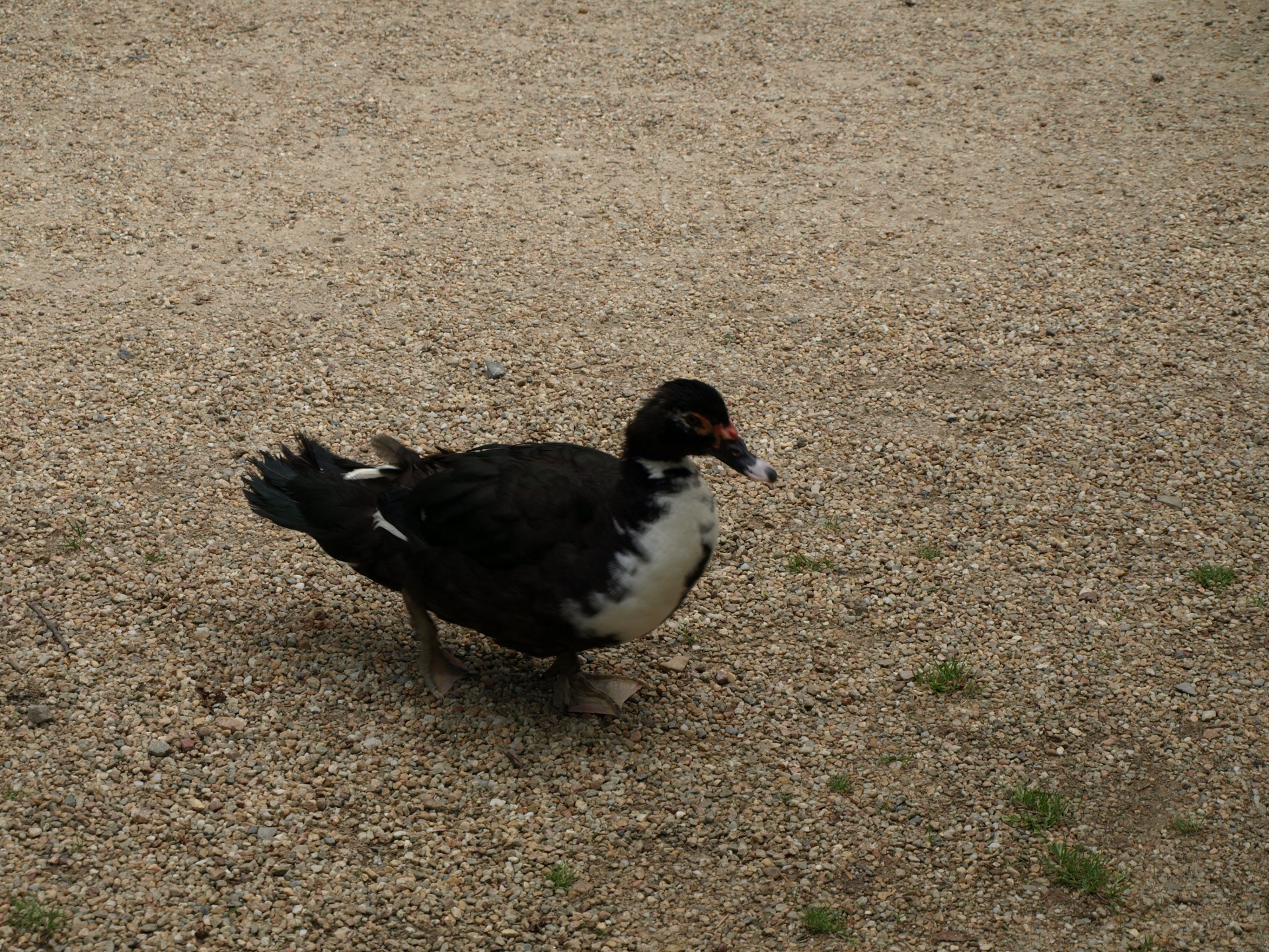 Canard de Vouillé