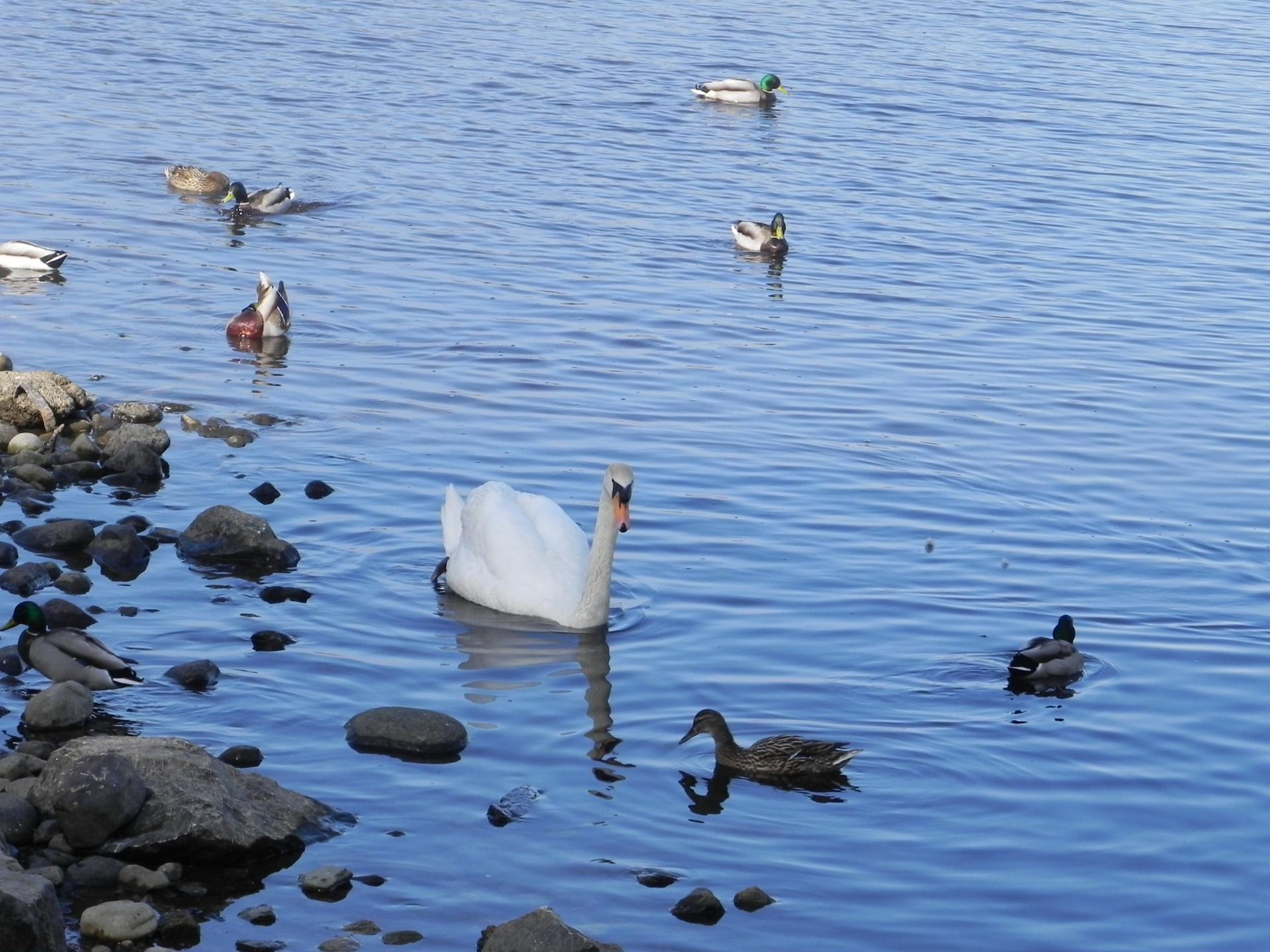 Cygne et canards