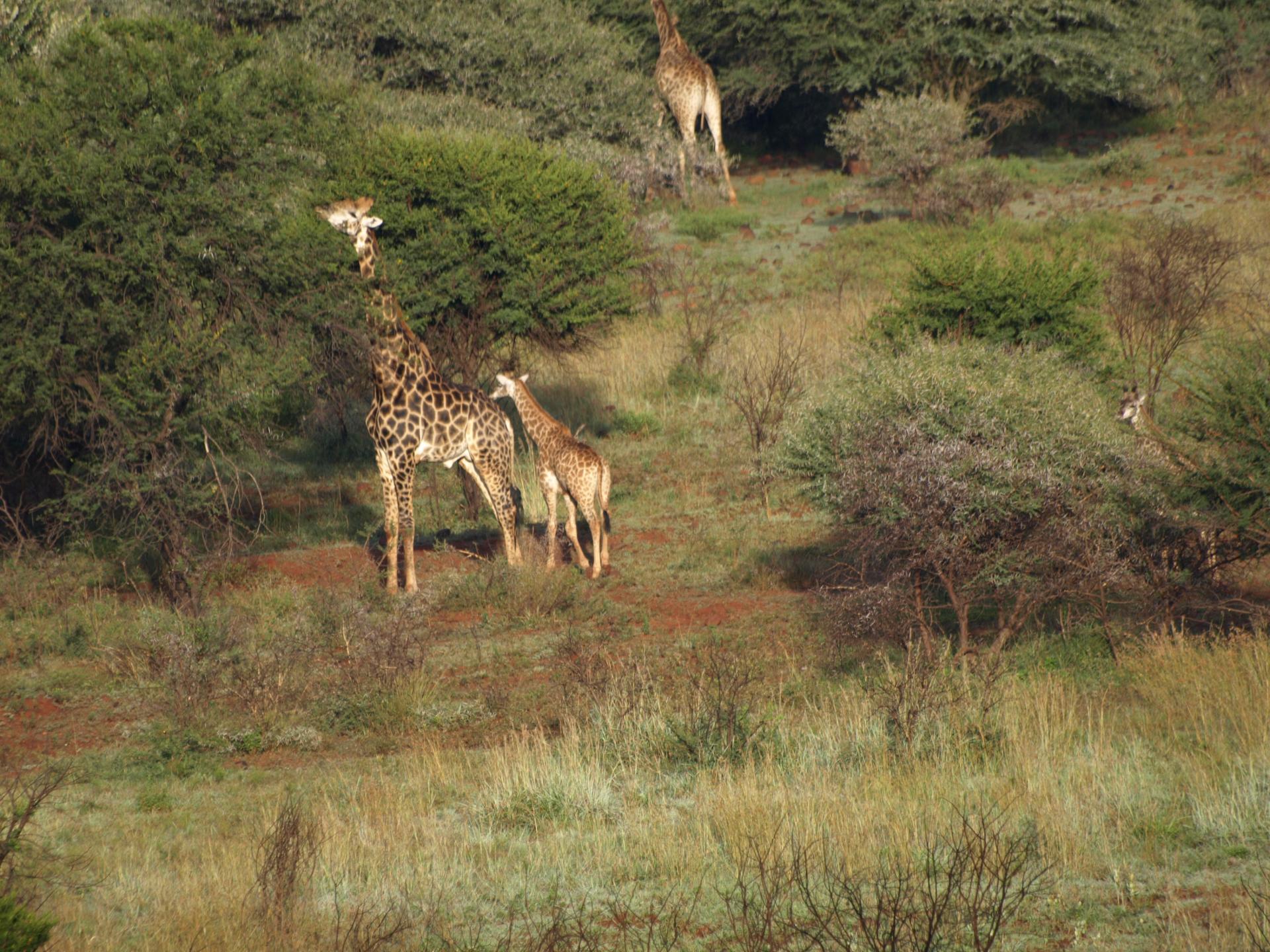 Girafe et Girafon