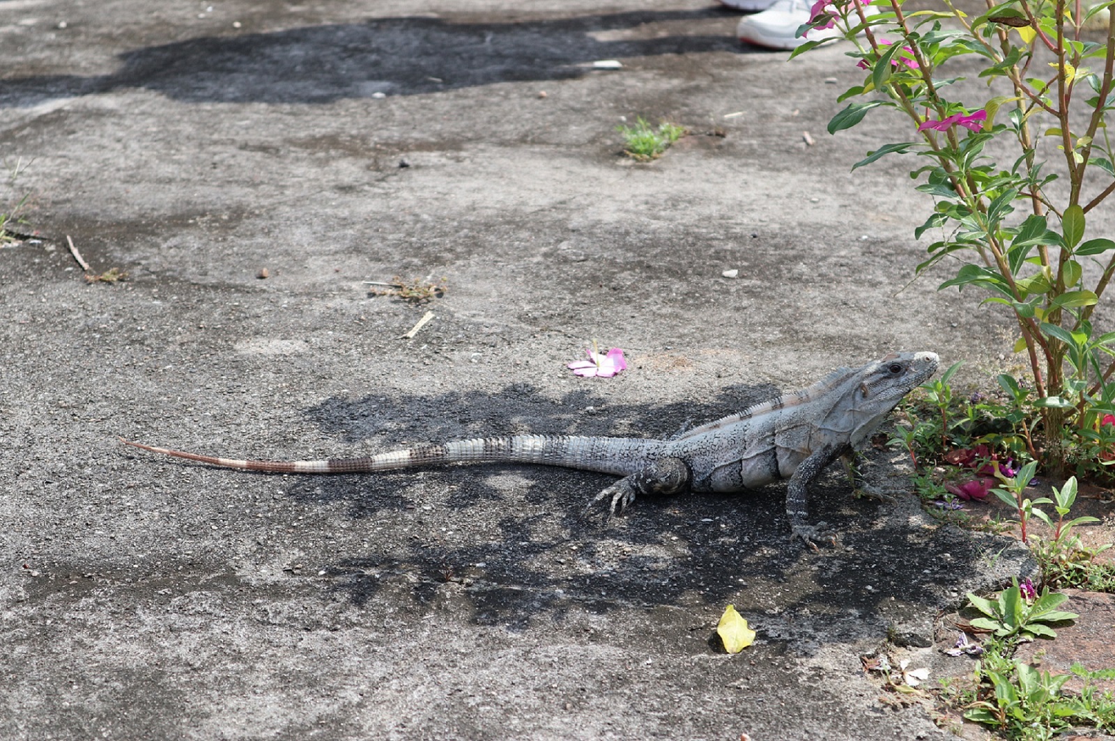 Iguane vert