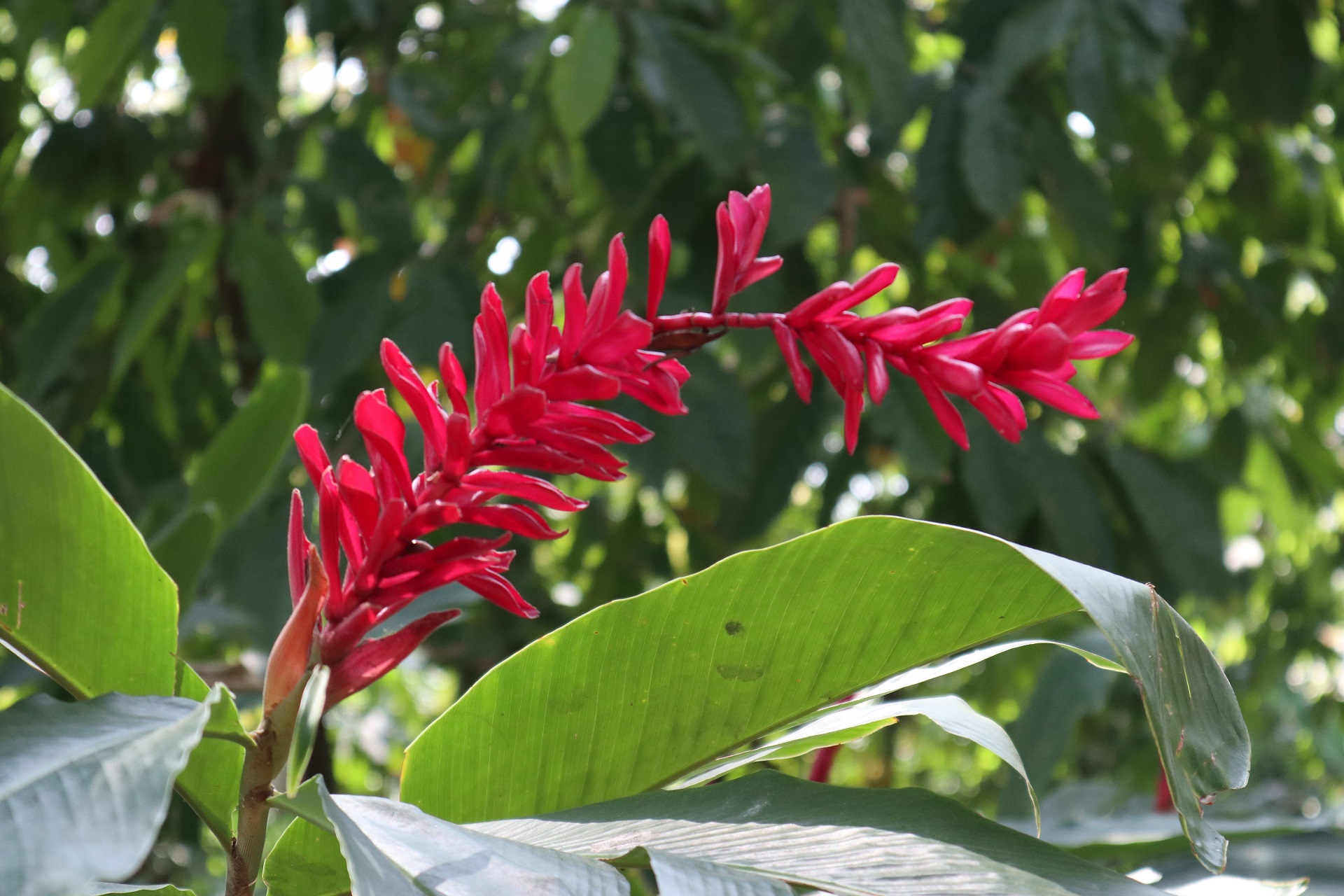 Alpinia purpura ou Gingembre rouge