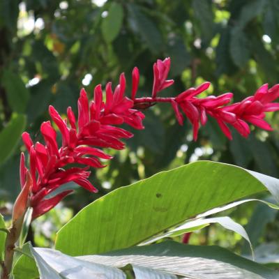 Alpinia purpura ou Gingembre rouge