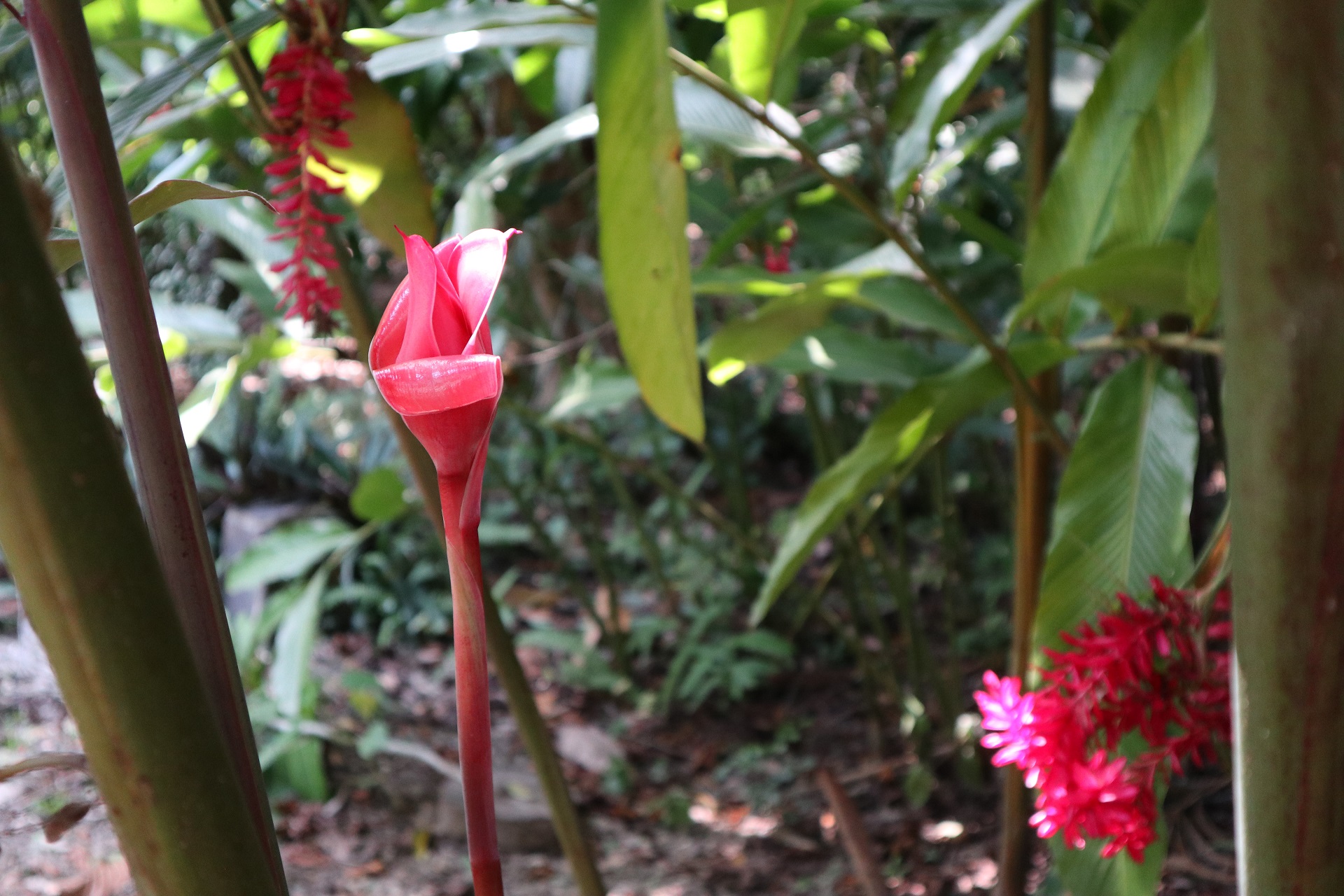 Etlingera eliator ou Rose de porcelaine