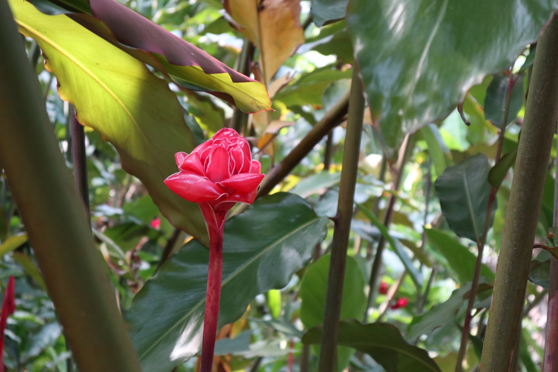 Etlingera eliator ou Rose de porcelaine