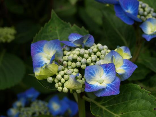 Hortensia