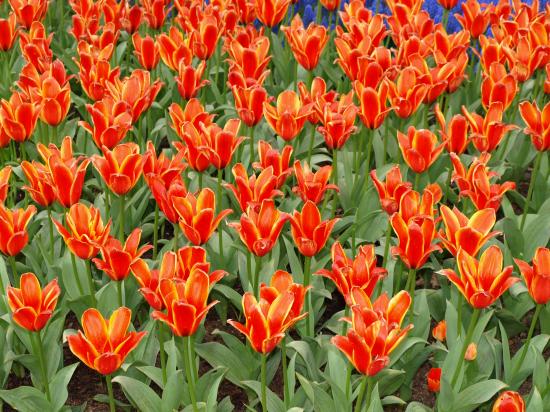 Tulipes