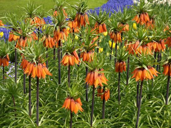 Fritillaria imperialis Couronne impériale