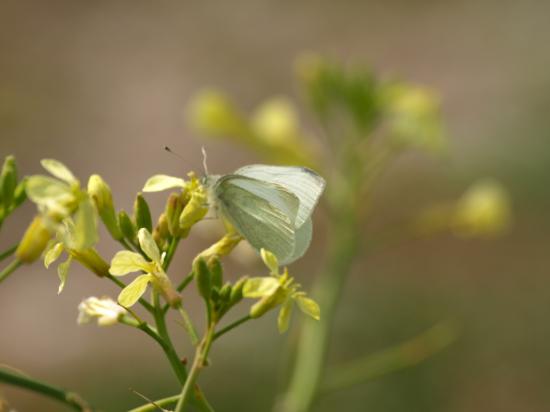 Papillon Pieride du chou