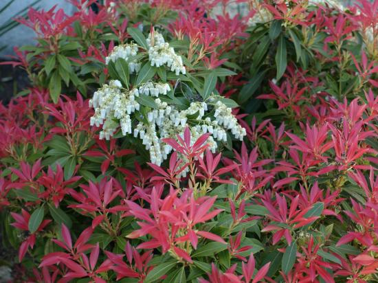 Pieris japonica