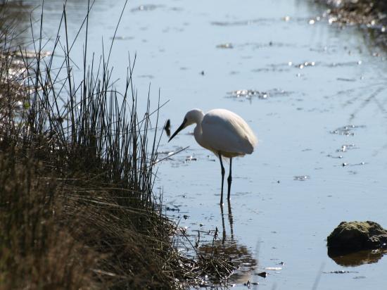 Ibis