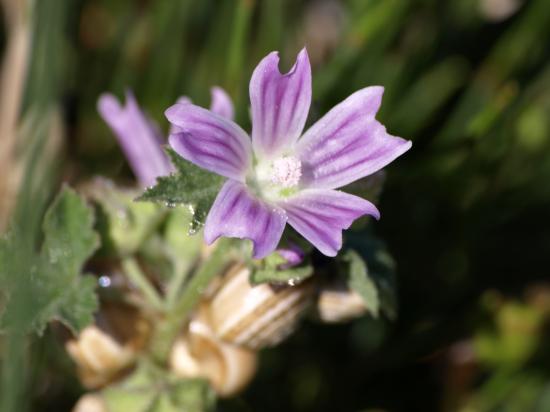 Mauve musquée - Malva moschata