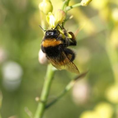 Abeille