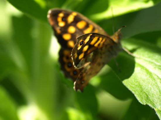 Papillon Tircis Pararge aegeria