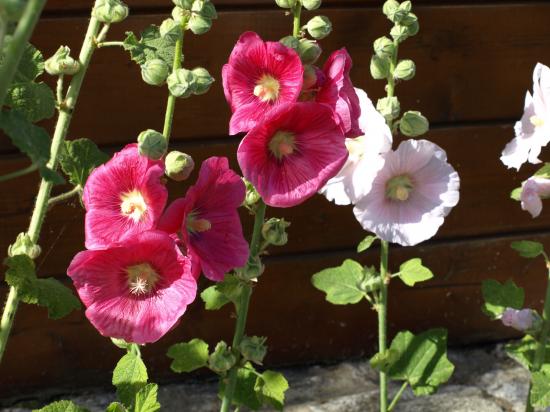 Roses trémières