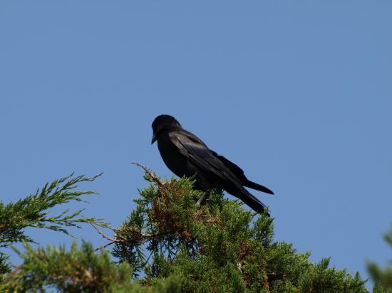 Grand corbeau