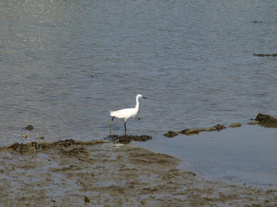 Ibis