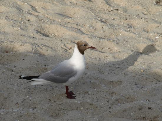 Mouette rieuse