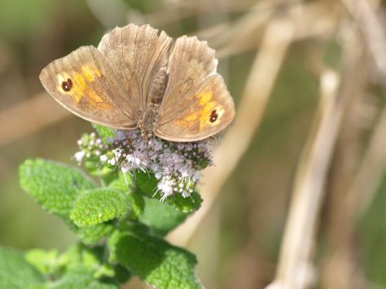 Papillon Myrtil
