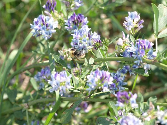 Medicago sativa Luzerne cultiviée