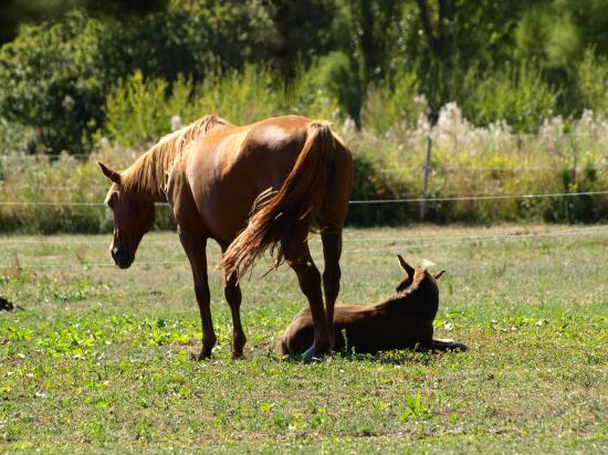 Chevaux