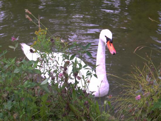 Cygne