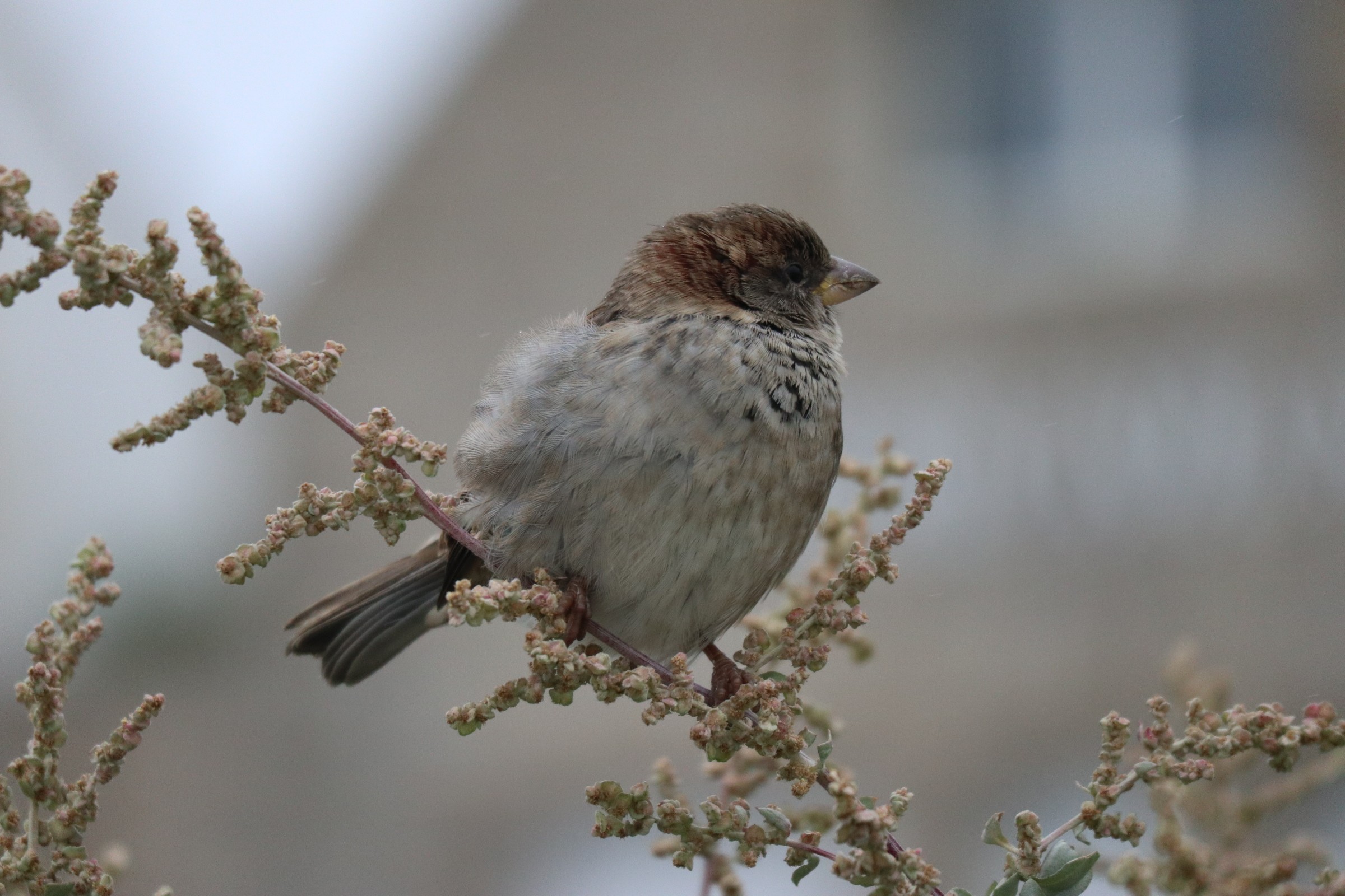 Moineau