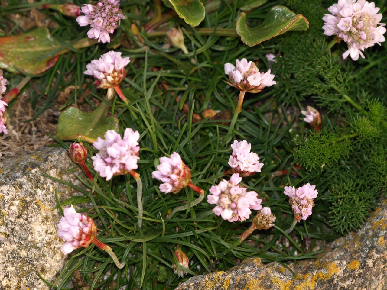 Armeria maritima - Armérie maritime