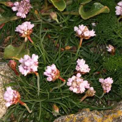 Armeria maritima - Armérie maritime