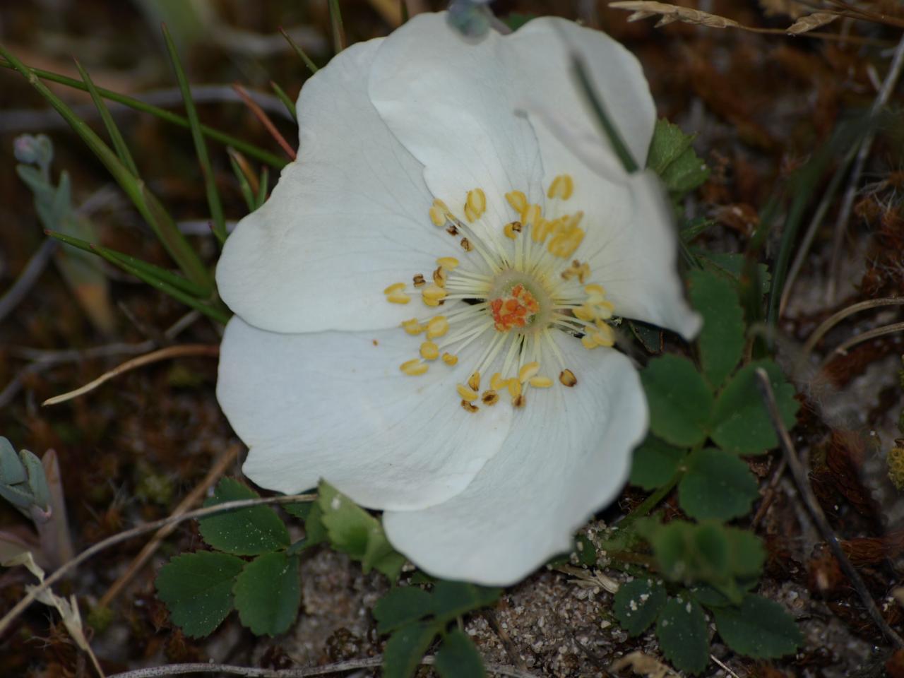 Rosa pimpinellifolia - Rose pimprenelle
