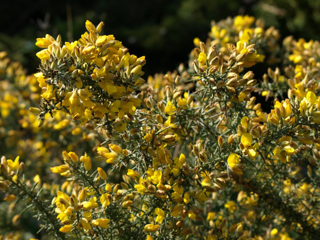 Ulex europaeus - Ajonc d'Europe