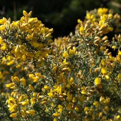 Ulex europaeus - Ajonc d'Europe