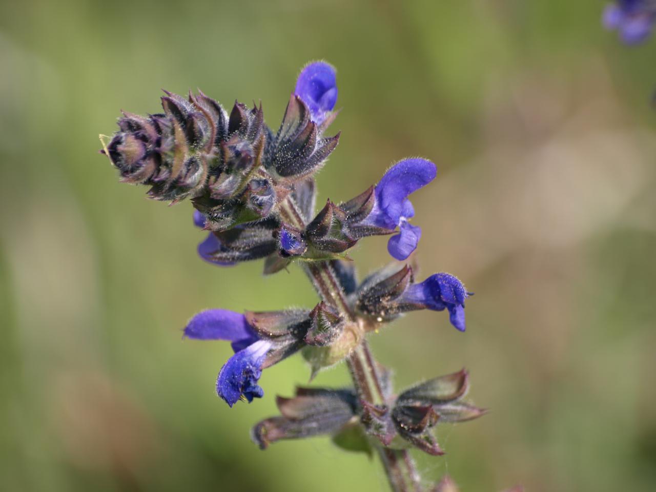 Sauge fausse verveine - Salvia verbenaca