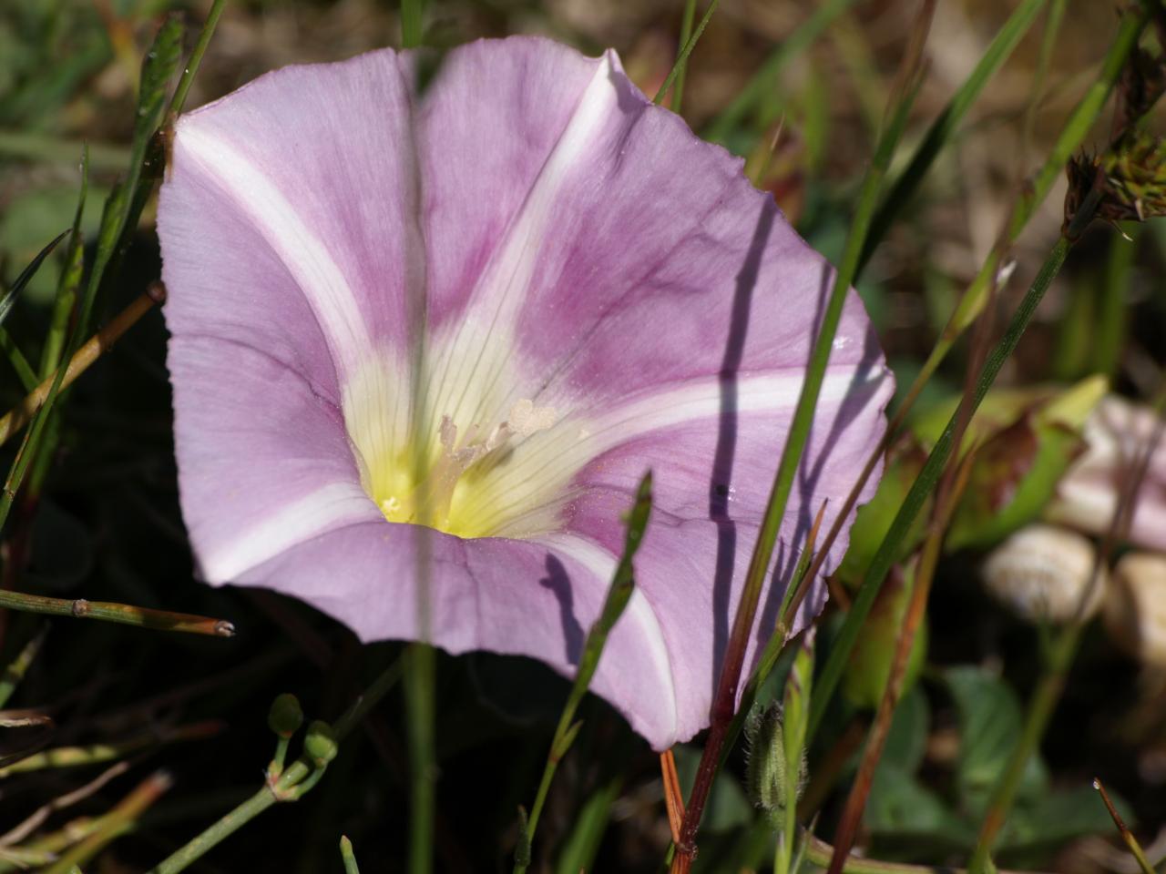 Liseron des dunes - Liseron Soldanelle -  Calystegia soldanella