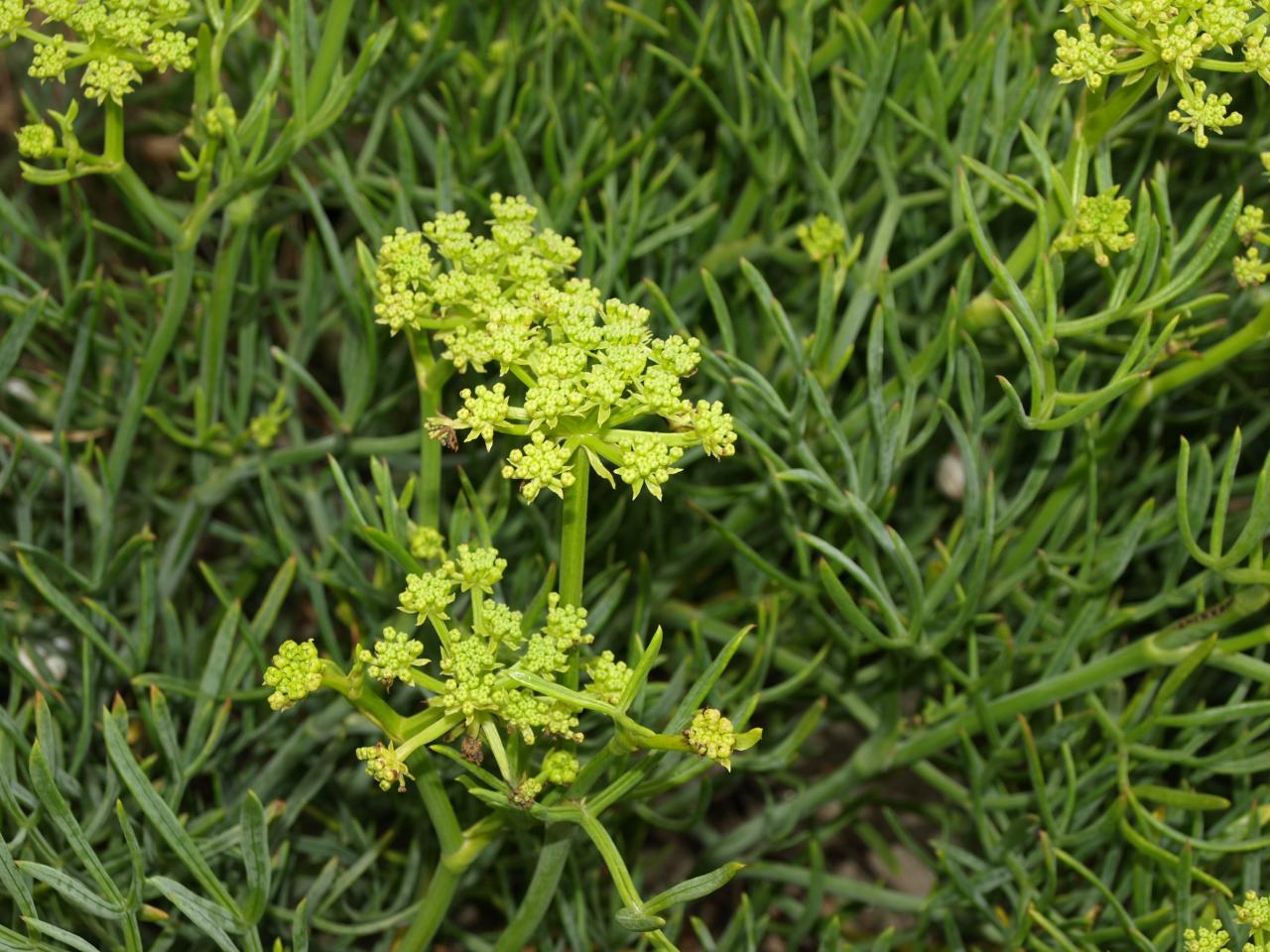 Crithmum maritimum - Criste marine