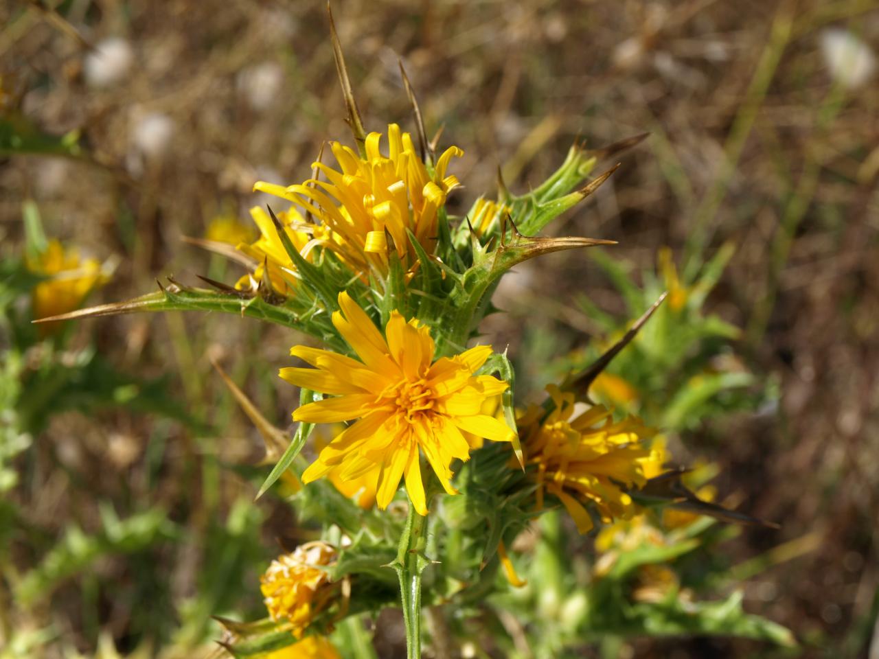 Scolyme - Chardon d'espagne - Scolymus hispanicus