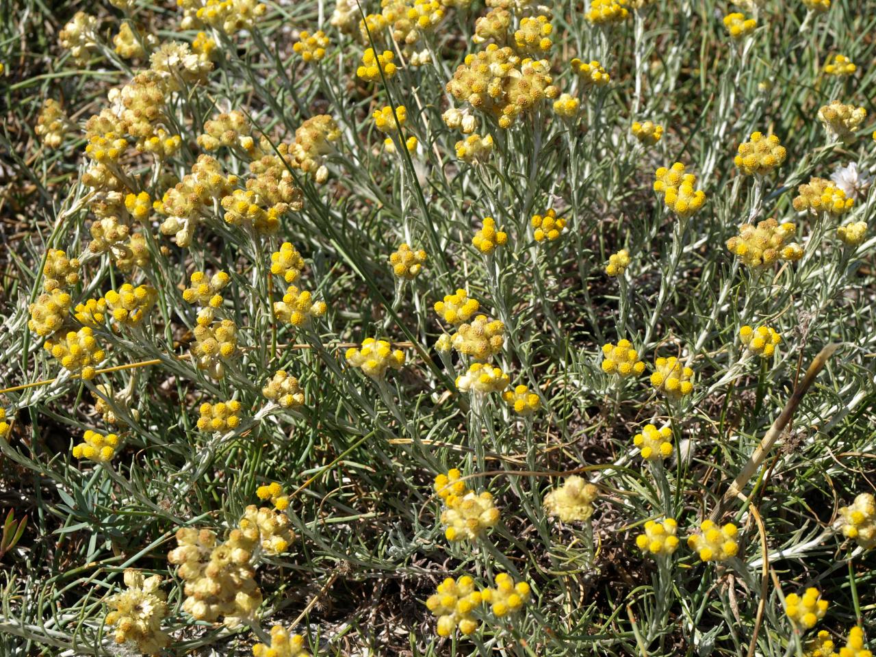 Immortelle des sables - Helichrysum stoechas