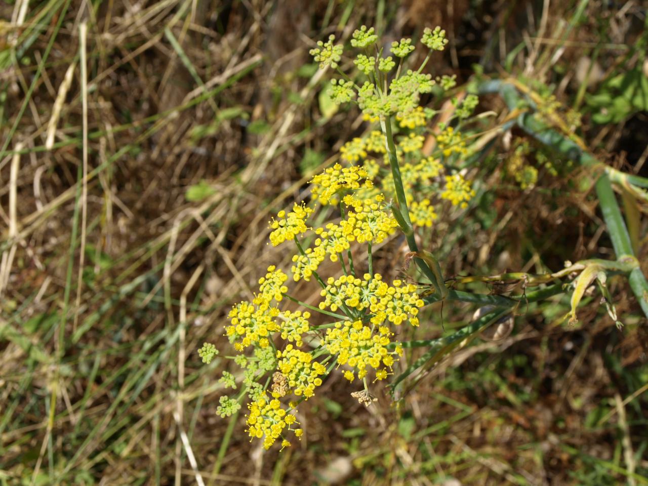 Foeniculum vulgare - Fenouil commun