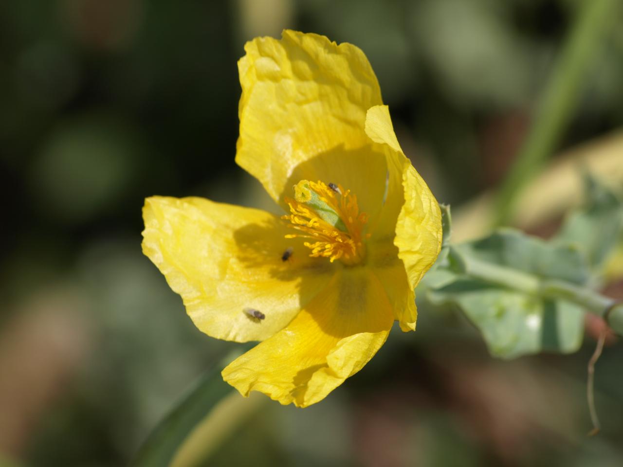 Pavot cornu - Glaucium flavum