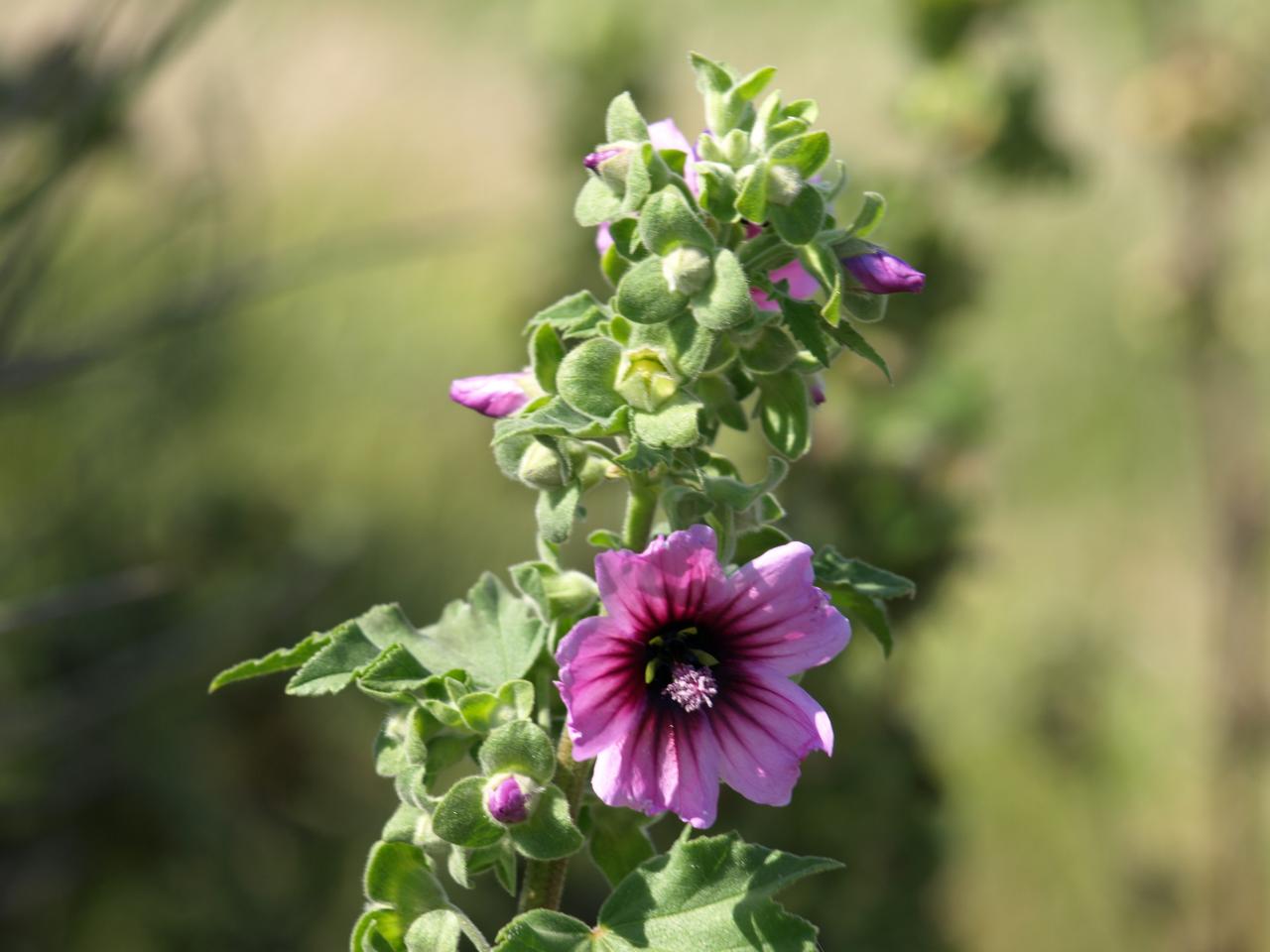 Lavatera arborea - Lavatère arborescente - Mauve royale