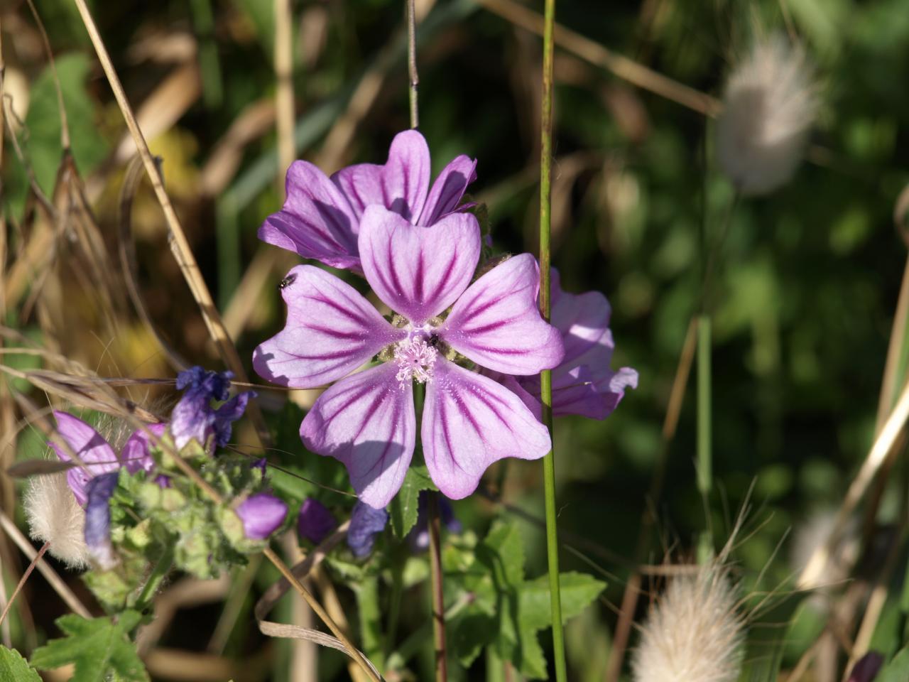 Mauve musquée - Malva moschata