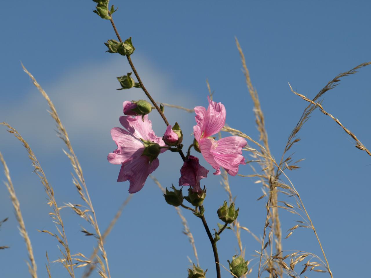 Malva moschata L