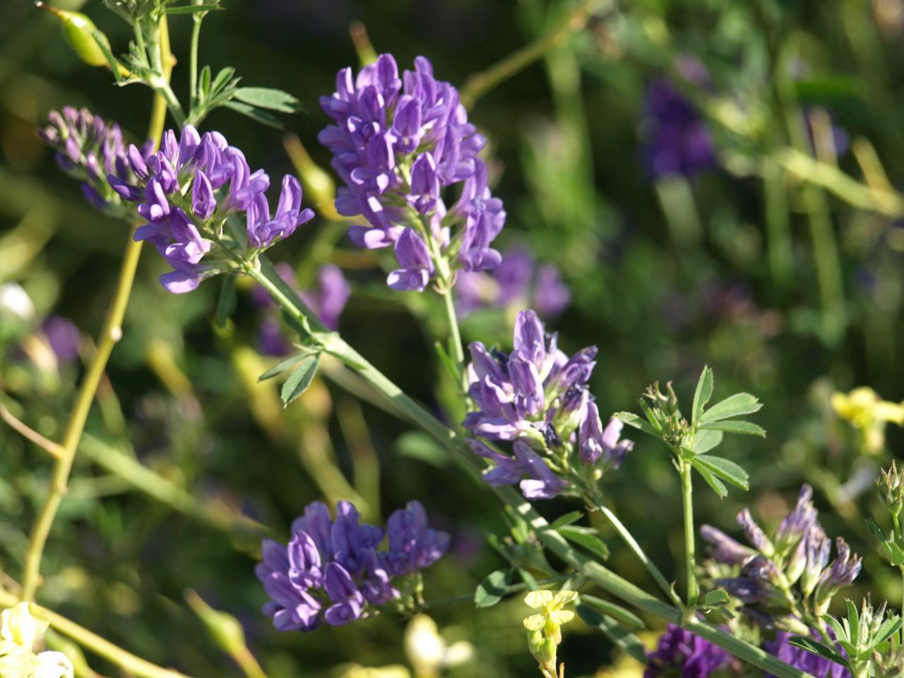 Echium candicans