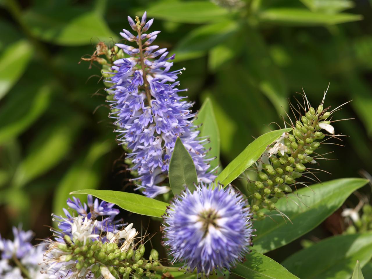 Echium candicans