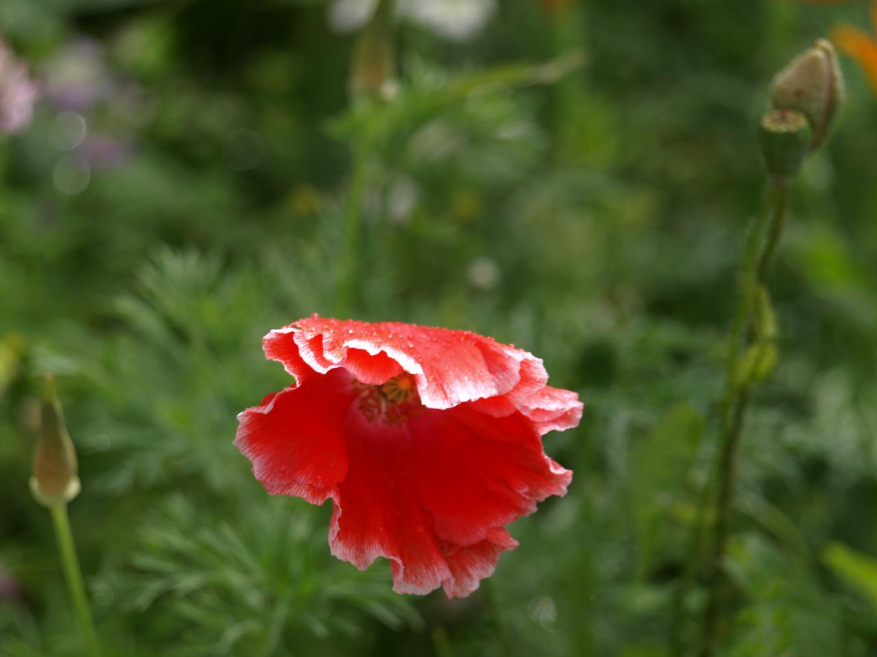 Coquelicot