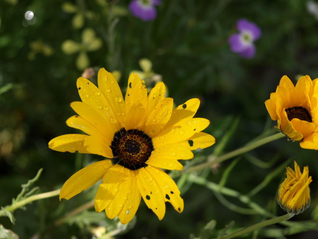 Marguerite