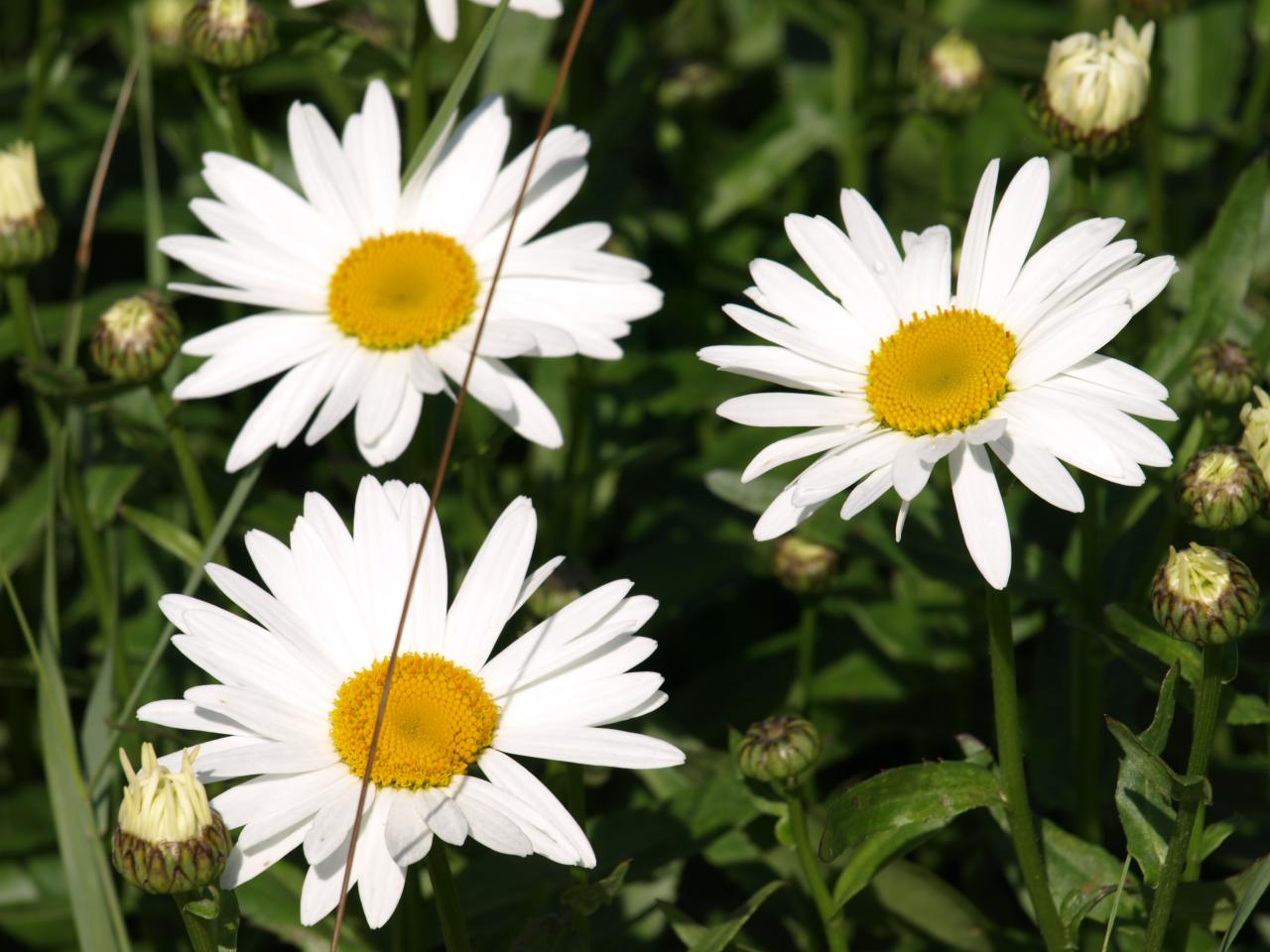 Marguerites