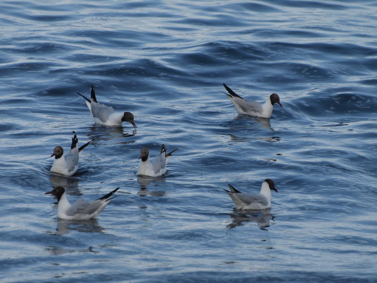 Mouettes à tête noire