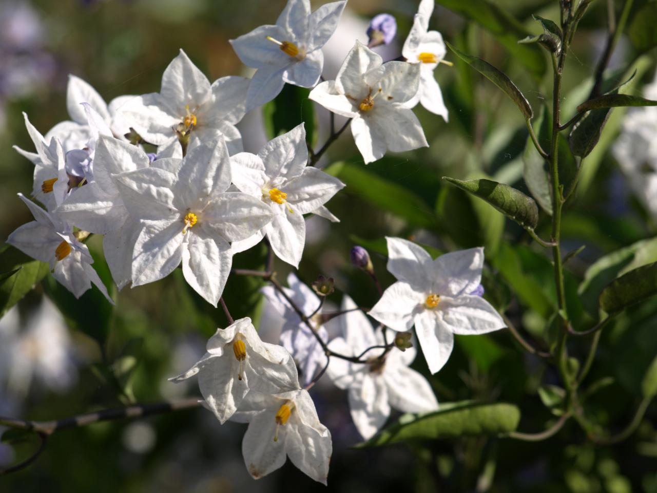 Solanum blanc