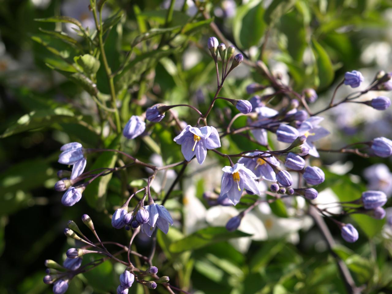 Solanum bonariense L