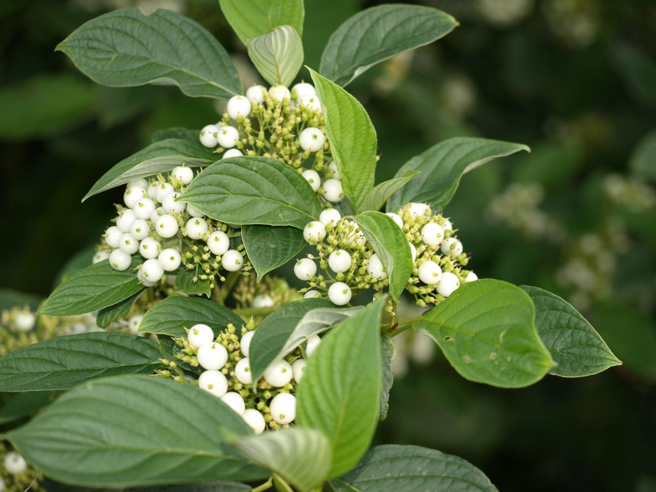 Cornus alba L